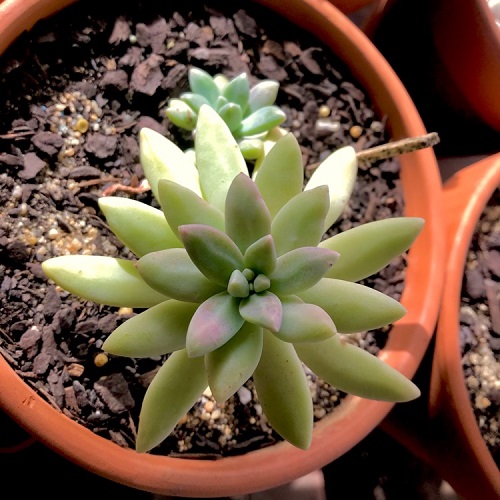 Pachyphytum 
