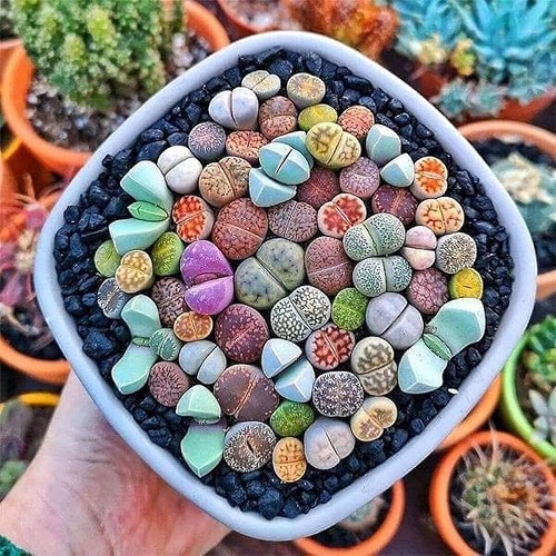 Living Stones