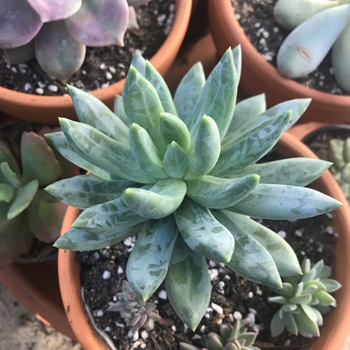Pachyphytum 