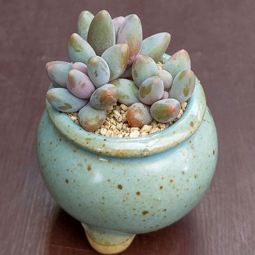 Pachyphytum 