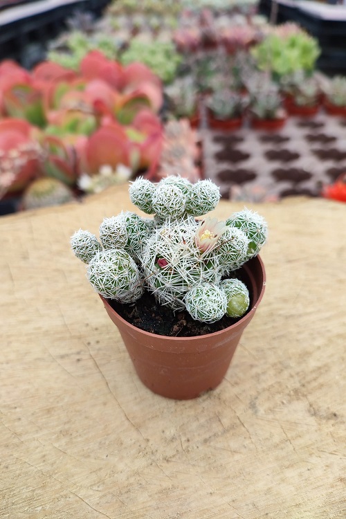 Thimble Cactus