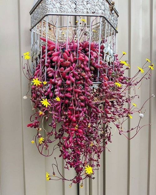  Red Color Succulent hanging 1