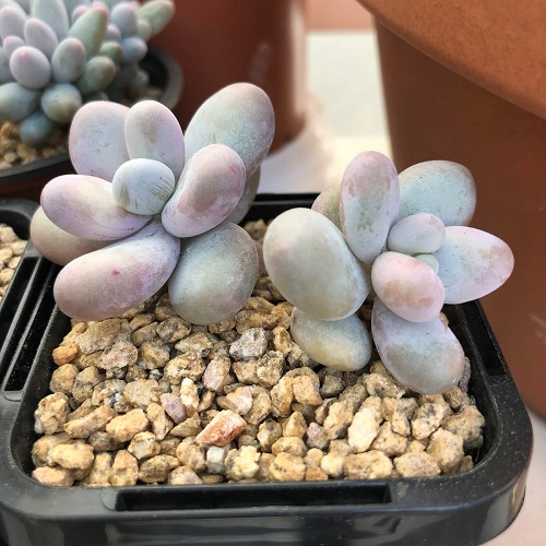 Oviferum