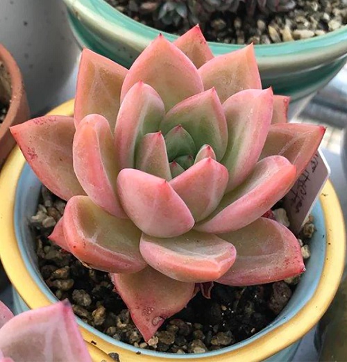 Gorgeous Pink-Tipped Succulent Plant