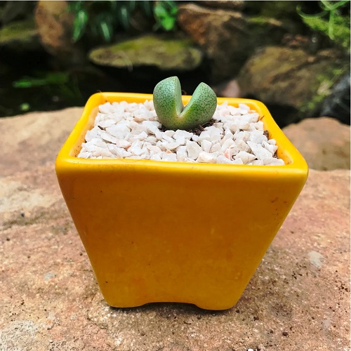 Beautiful 4 Inch Succulents