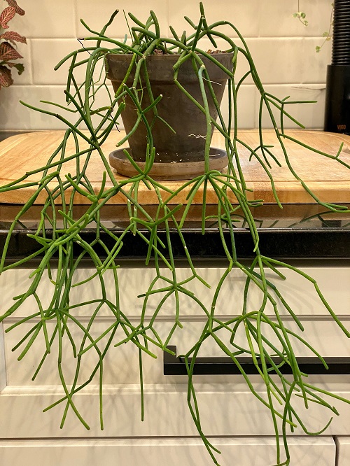 Rhipsalis pilocarpa Succulents 
