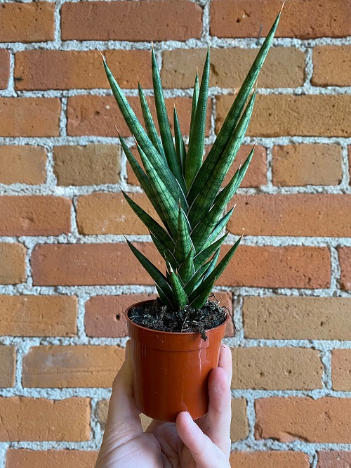 Succulents 
