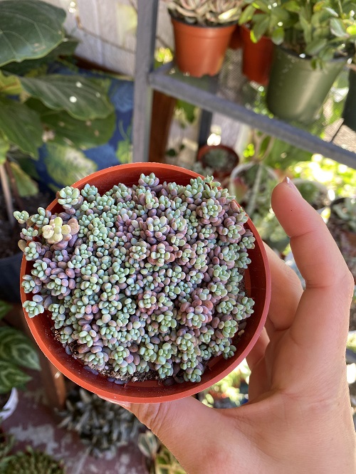 4 Inch Succulents