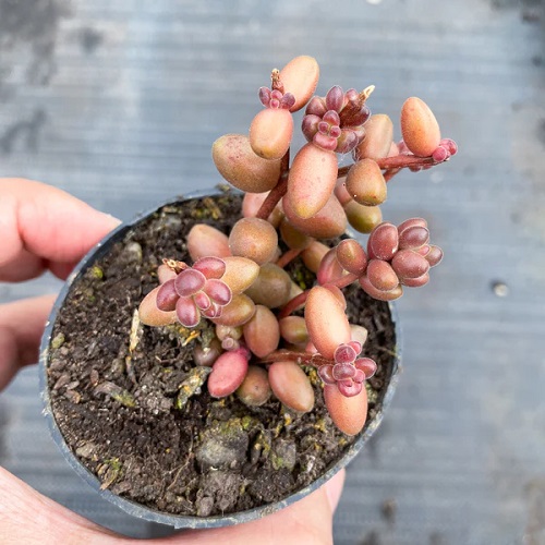 Coral Bells