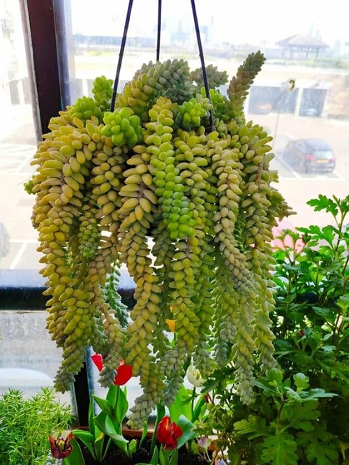 Sedum morganianum