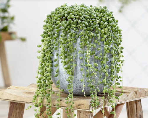 Senecio citriformis Succulents That Look Like Hair