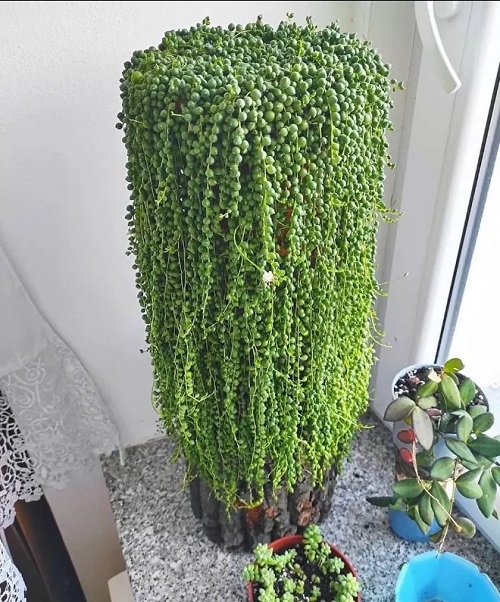 Senecio rowleyanus  Look Like Hair