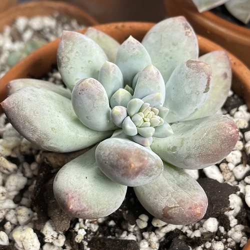Starburst