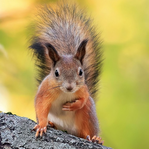 Squirrels Eat Succulents