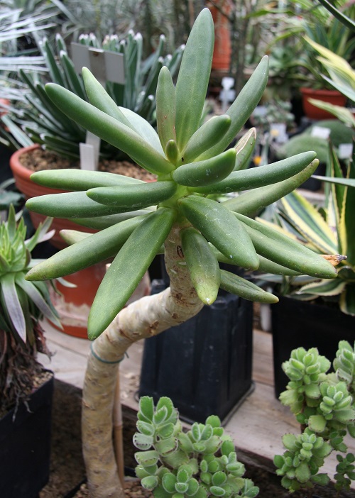 Best Types of Pachyphytum 
