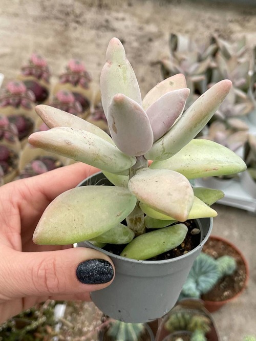 Best Types of Pachyphytum 
