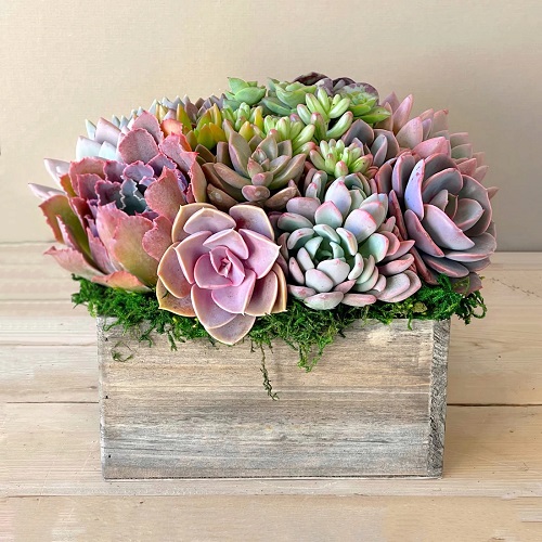 Why Succulents?