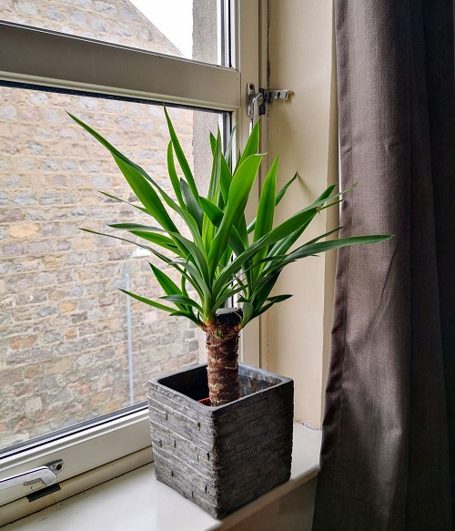 Indoor Yucca
