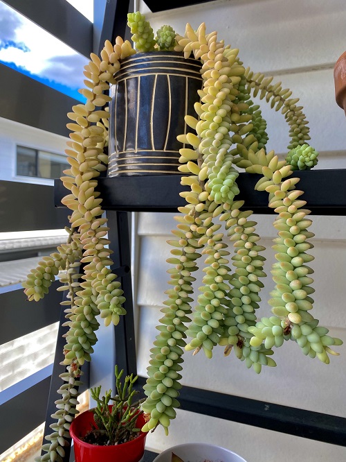 Succulents with Slow Growth 1