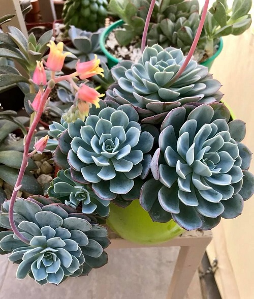 Slow-Growing Succulent Plants