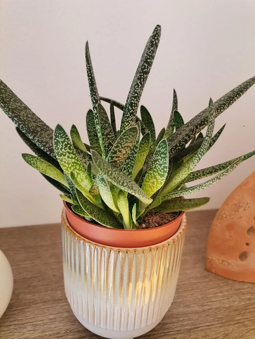 Succulents with Slow Growth