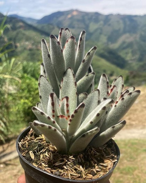 Slow Growing Succulents 1