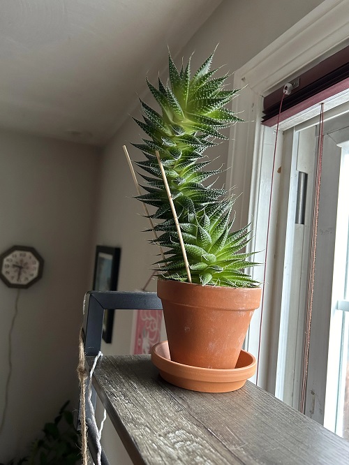 Succulents with a Slow Growth Rate