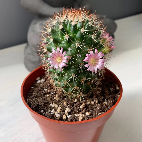 Mammillaria Cactus Like a Brain