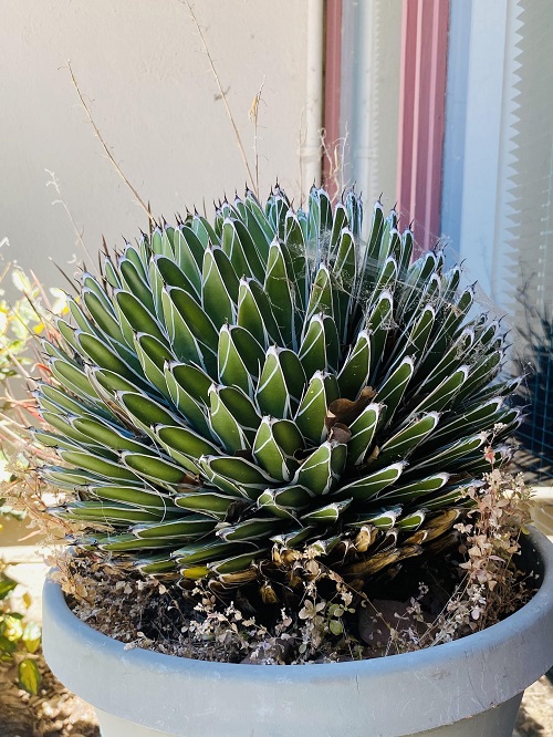 Slow-Growing Succulent Plants 1