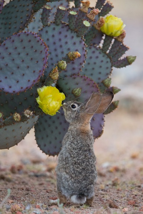 Do Rabbits Eat Succulents?