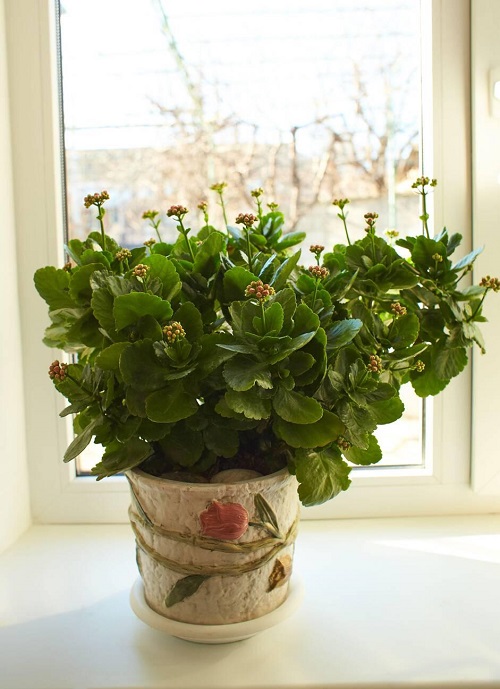 Why Are My Kalanchoe Leaves Falling