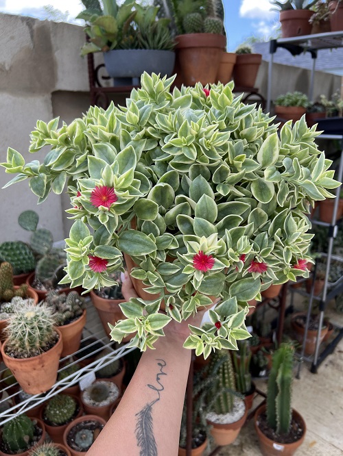 Variegated Baby Sun Rose