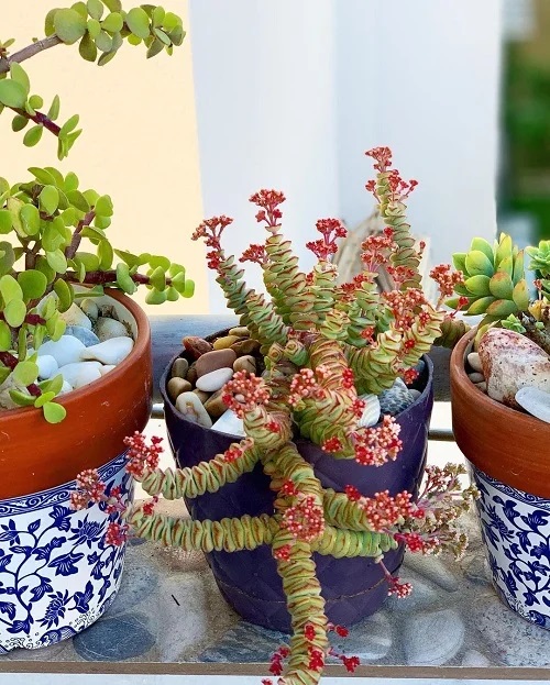 Baby’s Necklace Crassula