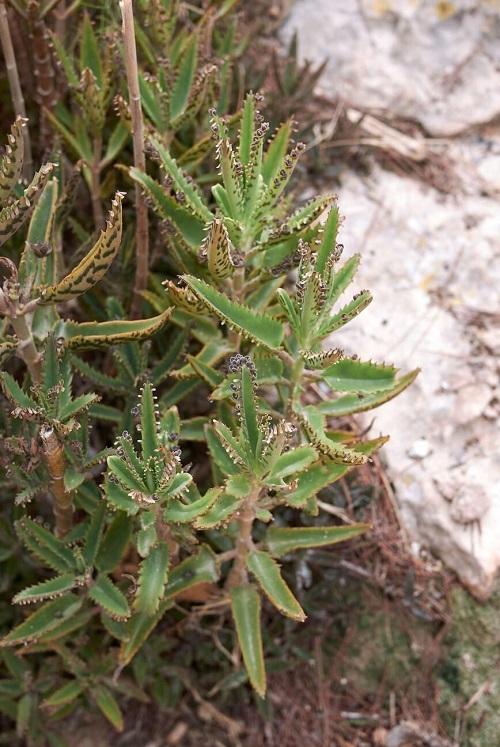 Bryophyllum х houghtonii in garden
