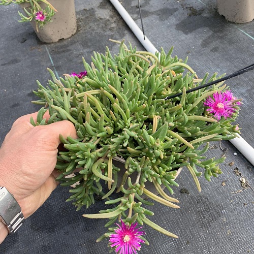 Succulents With Pink Flowers