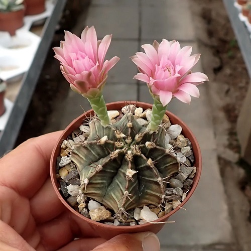 Moon Cactus