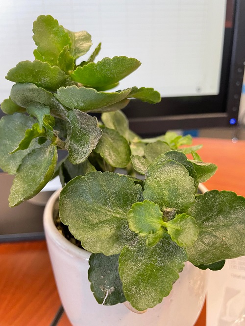 Kalanchoe Plant Diseases