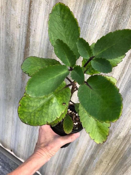 Life Plant