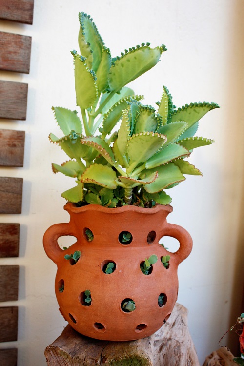 Weird Mother of Thousands Varieties