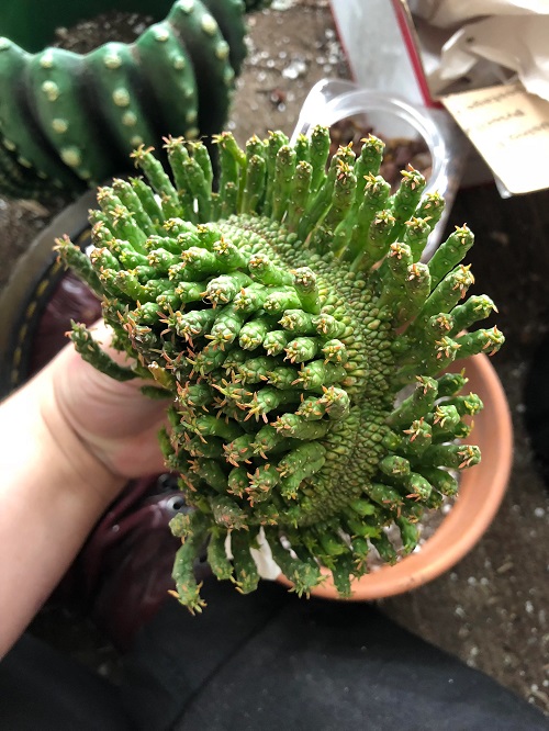 Medusa’s Head
