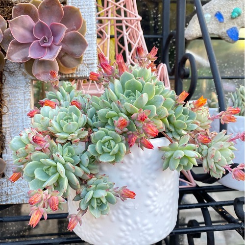 Mexican Snowball With Pink Flowers 