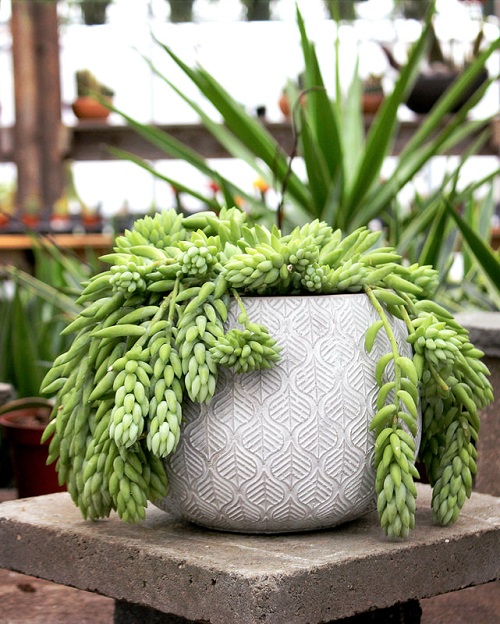 Which Succulents Won't Harm Rabbits?