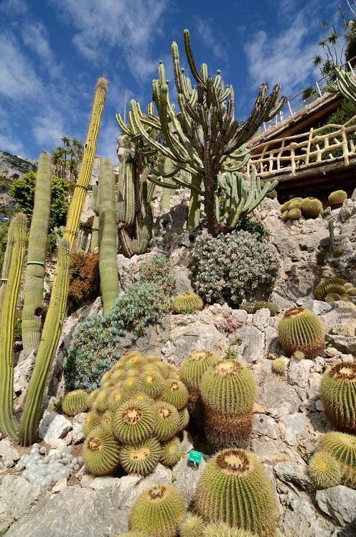 Are Cacti Poisonous