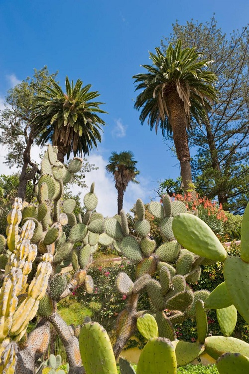 Cactus In Garden