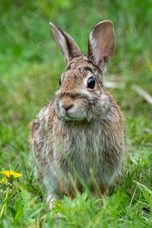 Succulents Poisonous for Bunnies