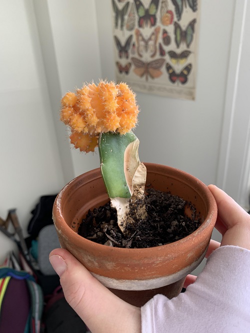 How to Tell if Cactus is Dying