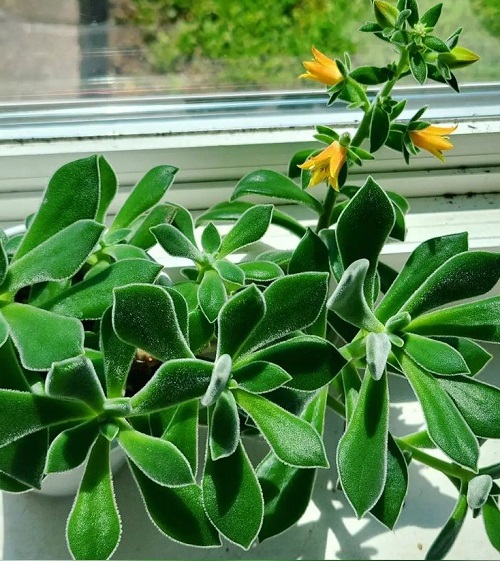 Succulents Having Yellow Blooming