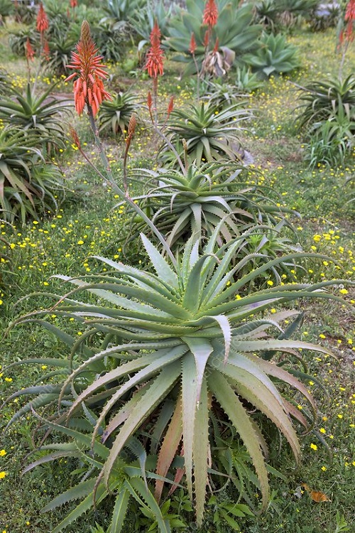 Beautiful Succulents With Orange Flowers in Garden