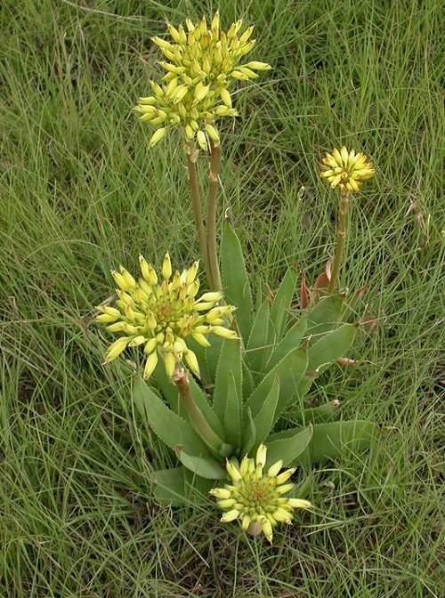 lovely Yellow-Flowered Succulents