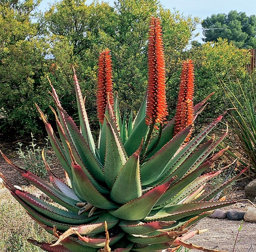 Unique Succulents Orange Flowers 